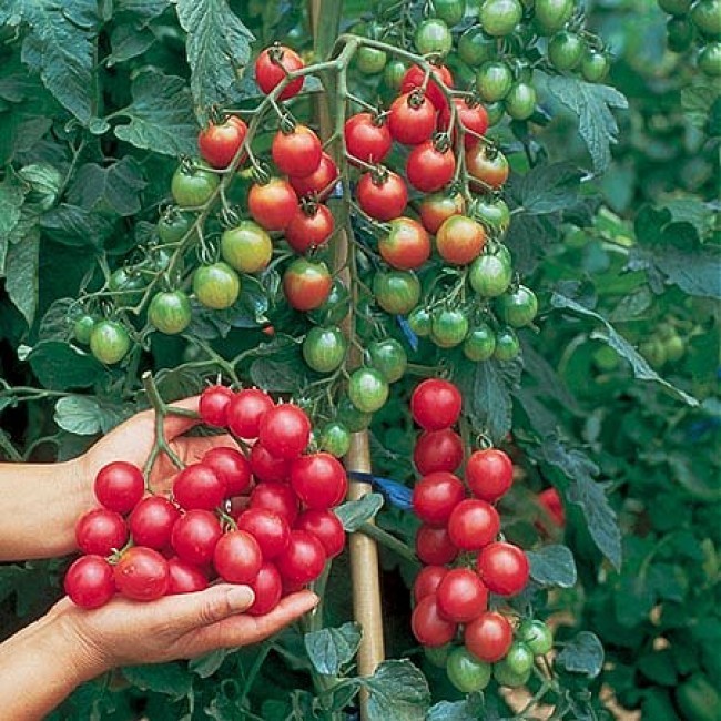 VEGETABLE TOMATO CHERRY SWEET MILLION F1 200 FINEST SEEDS BULK
