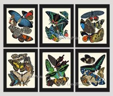 Butterflies Prints Wall Art Set of 6 Beautiful Antique Vintage Blue Unframed