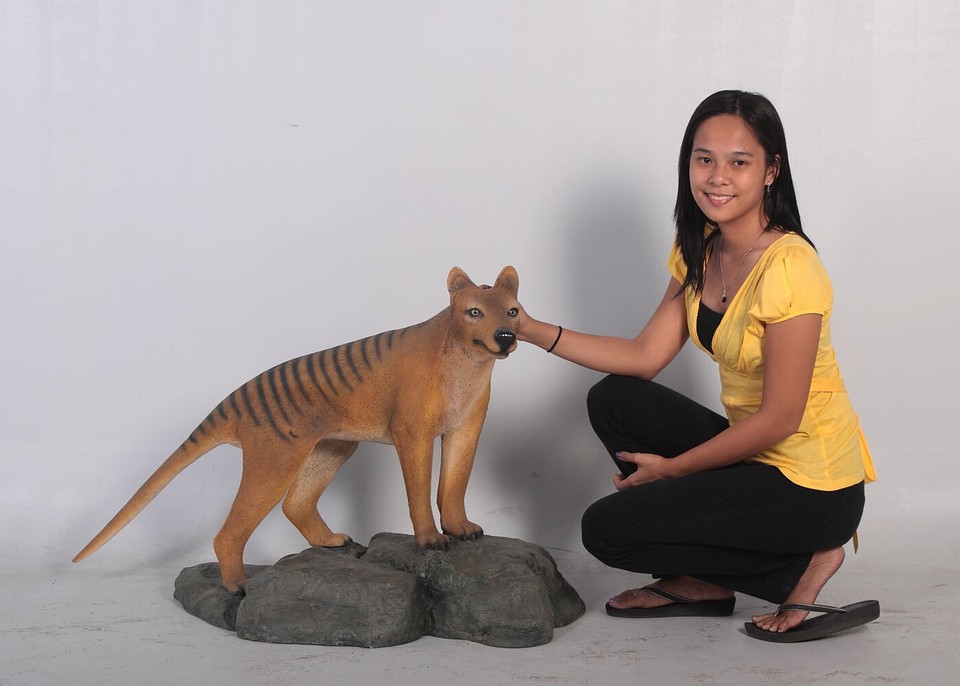 Tasmanian Tiger REPLICA | eBay