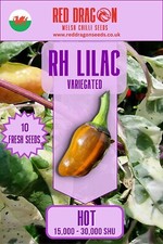 10 Fresh RH Lilac Chili Seeds | Mild Pepper UK Seller