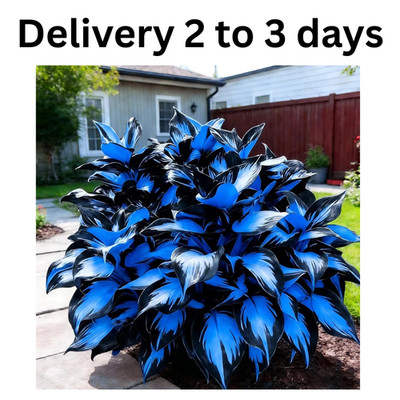 Hosta Seeds for Planting, 230+pcs Rare Perennial Hosta Flower Seeds, Non-GMO Hei