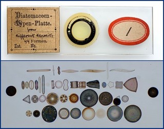 Thum Antique Microscope Diatom Type Slide