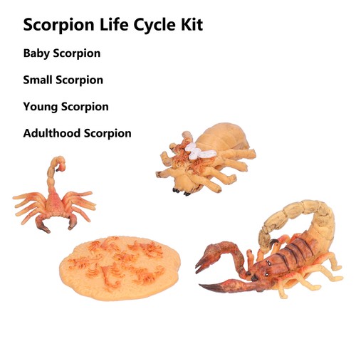 (Skorpion-Wachstumszyklus 2) Biologisches Wissenschaftsmodellspielzeug Trifft - Bild 15 von 22