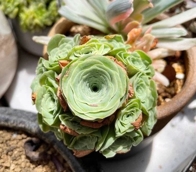 1AM SUCCULENTS Rare Succulents - Aeonium Greenovia Moonlight Cluster