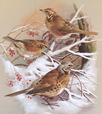 Basil Ede Birds Redwing and Fieldfare Vintage Art Print Book Plate 20