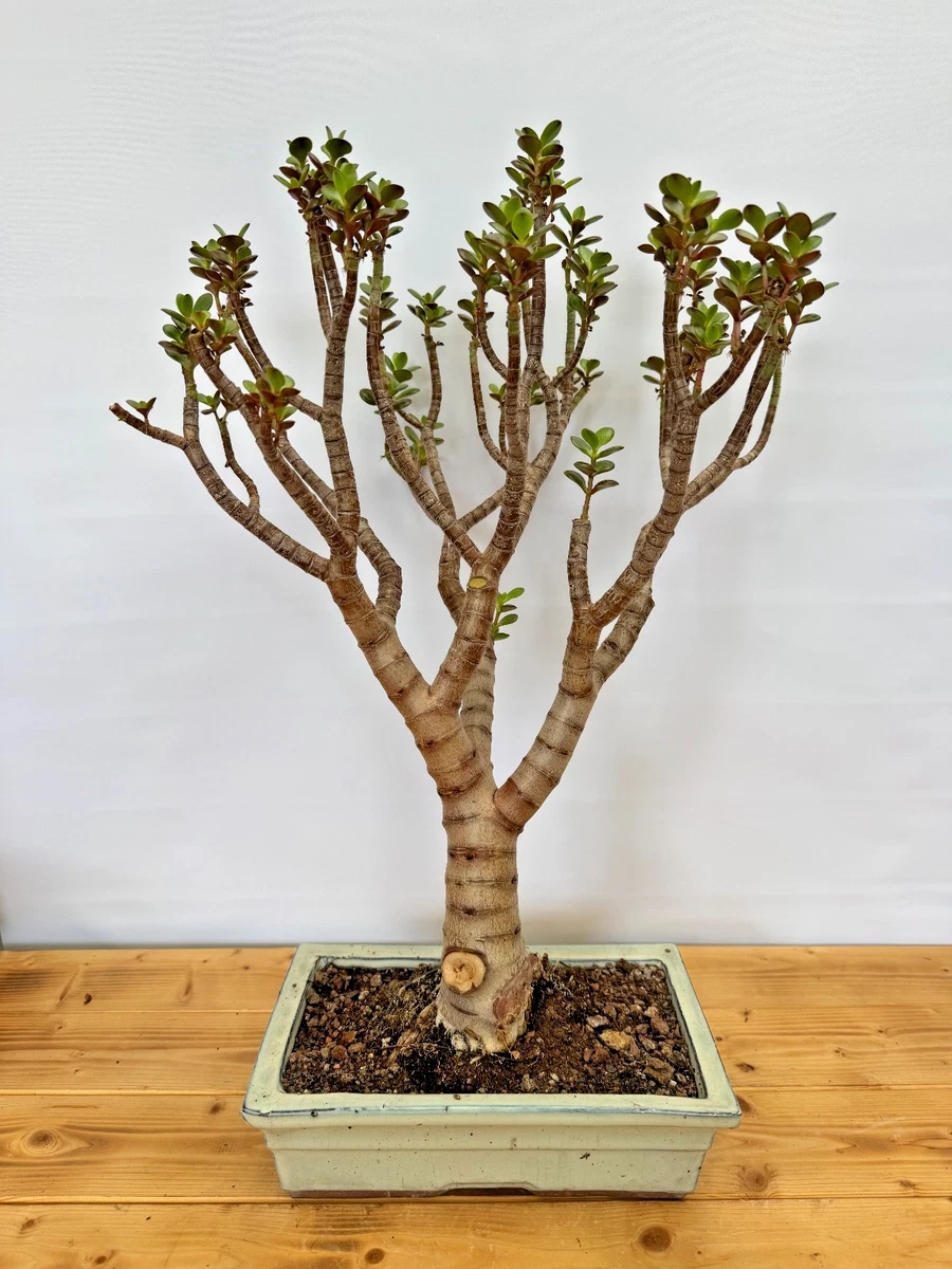 Pflanzen, Bonsai Crassula online kaufen | eBay.de
