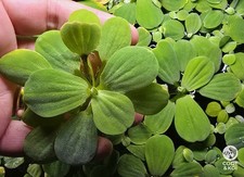 3x Large Dwarf Water Lettuce – Pistia Stratiotes Easy Floating Aquarium Plant