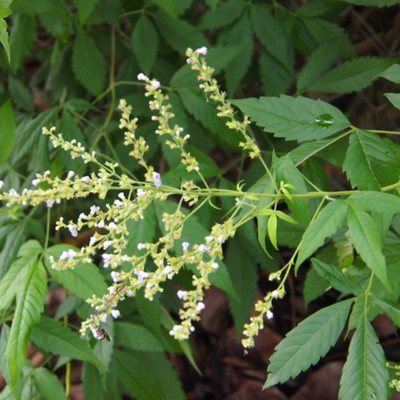 Vitex negundo, Chinese Chast Tree, Nirgundi Fresh Harvest 2025 See ds