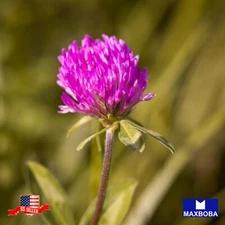 Clover Seeds Strawberry Non-GMO Heirloom