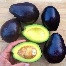 2 Seeds Mexicola Grande Avocado Organic Non Gmo Delicious Creamy easy to Grow