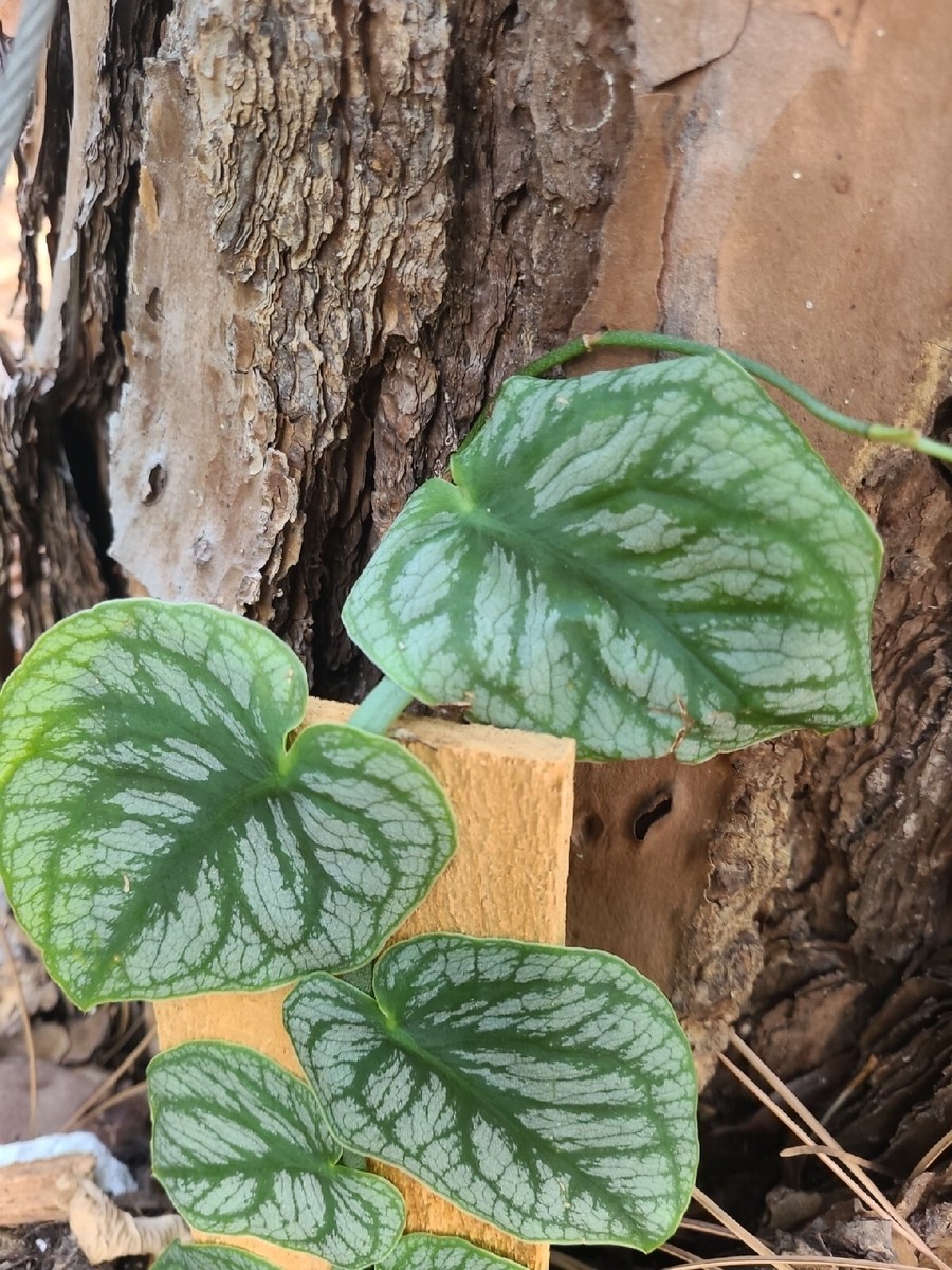 Monstera Dubia Unrooted 1 Node FRESH CUTTING plant Us Seller | eBay