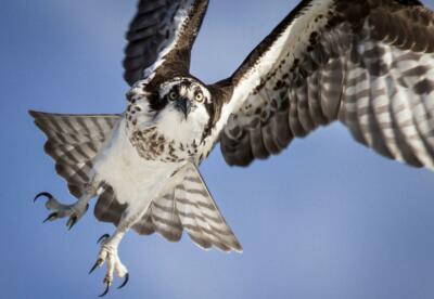 OSPREY GLOSSY POSTER PICTURE PHOTO PRINT bird hawk north american predator 4622