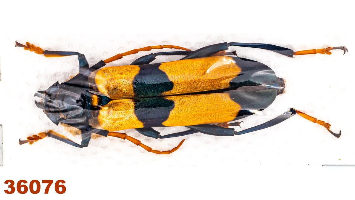 Cerambycidae Beetle for sale | eBay