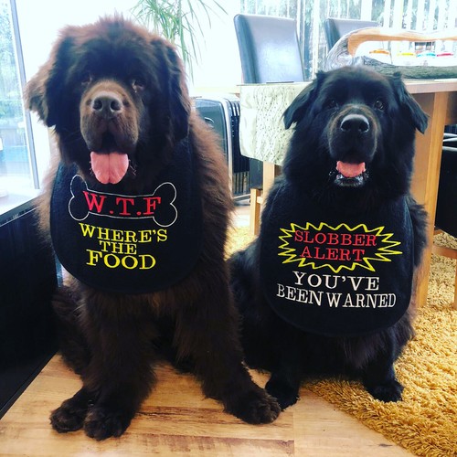 BIG DOG NEWFOUNDLAND,ST BERNARD ALL SLOBBERY BREEDS SLOBBER BIB  2 SLOGANS  - Picture 1 of 3