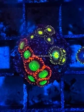 CE- WYSIWYG Mix Combo  Zoa Zoanthid Frag Live Coral LPS SPS #R1GI6