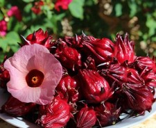 50 Roselle Seeds Asian Sour Leaf Hibiscus sabdariffa Free Shipping