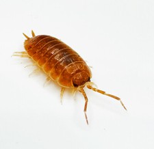 Isopod Factory 15 Porcellio Laevis Orange Isopods Bioactive Clean Up Crew