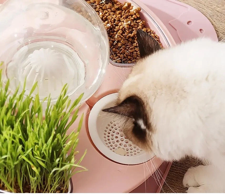 Dispensador de agua para mascotas con comedero 4 en 1 tazón extra y tazón de hierba para gatos Foto 3 de 4
