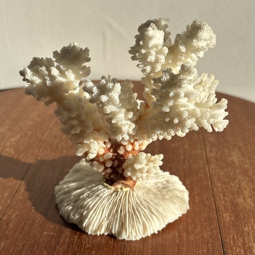 White Coral & Mushroom Coral Dried Beautiful Approx 12cm Tall - Picture 7 of 15
