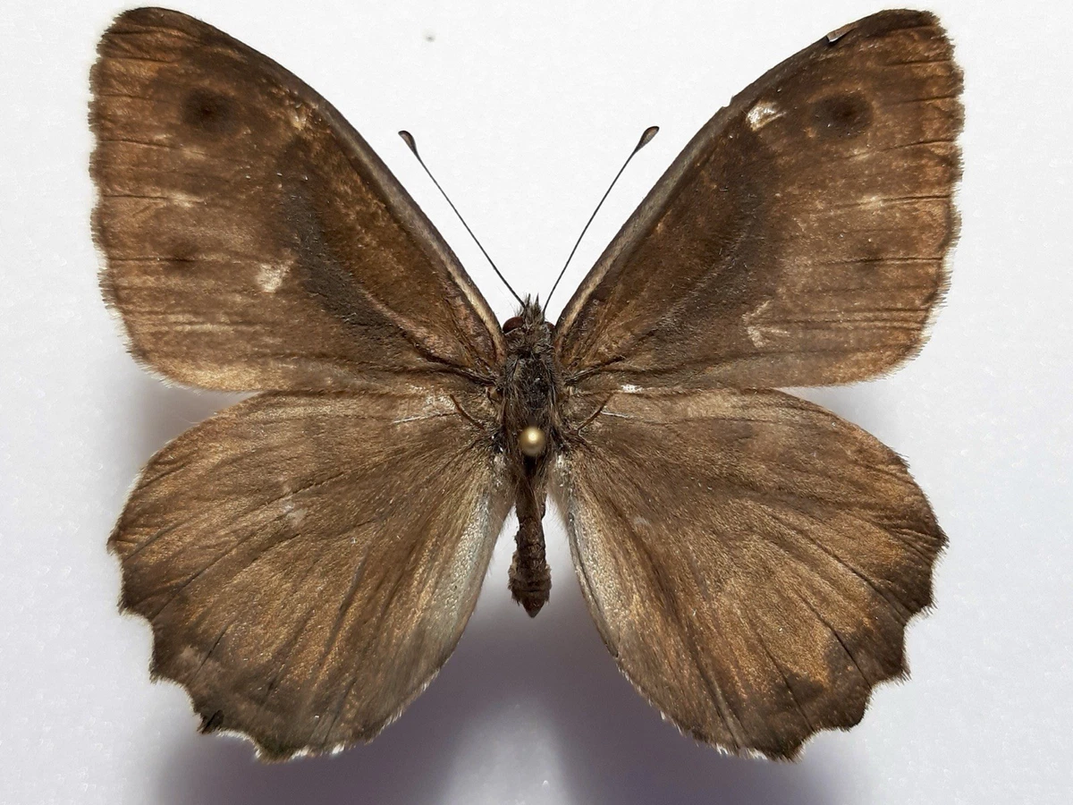 Parnassius Butterfly for sale | eBay