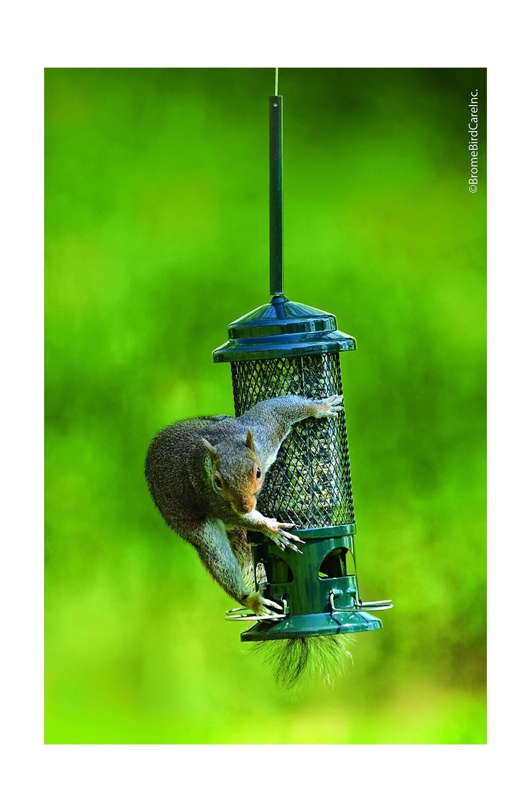Squirrel Buster Standard Squirrelproof Bird Feeder w/.4 Metal Perches