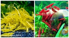 5 1 Neon Golden Back 5 1 Fire Red Freshwater Neocaridina Aquarium Shrimp