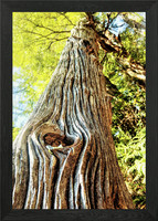 Old Cedar Framed Wall Art Poster Canvas Print Picture