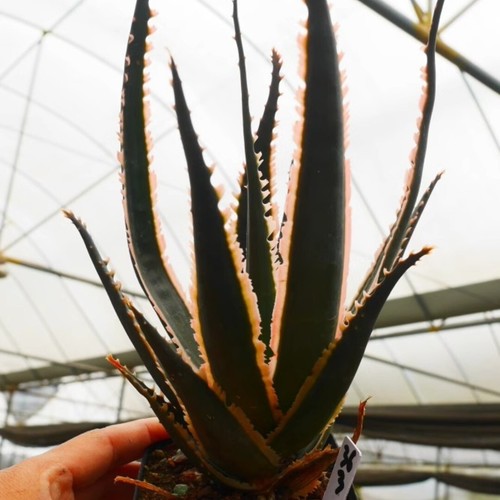 Pianta di aloe succulenta 10 cm aloe dente di lupo Liliaceae casa giardino bella pianta - Foto 2 di 10
