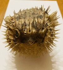 Poisson-hérisson Diodon ,