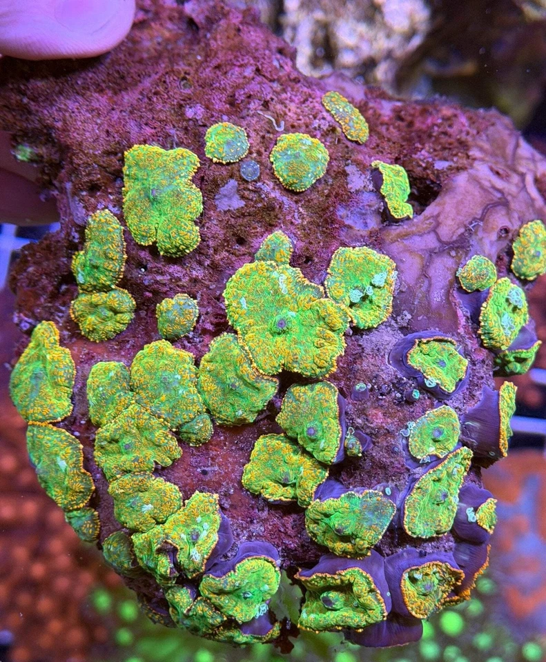 Mush rock WYSIWYG - Imagem 2 de 4