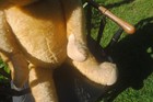 Bild 10 von 11