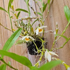 LIVE PLANT Dendrobium aphrodite Cane Orchid