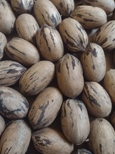 Fresh 2025 Crop PECANS IN SHELL STUART 3 LB B...