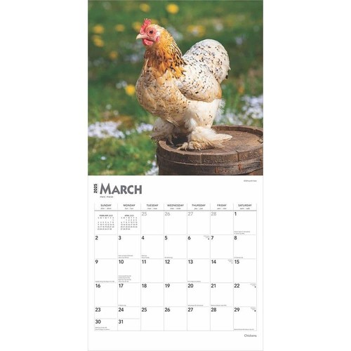 BrownTrout, Chickens 2025 Wall Calendar - Picture 3 of 4