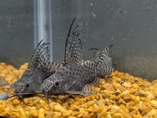 Synodontis eupterus 3", Featherfin Squeaker, Live Fish