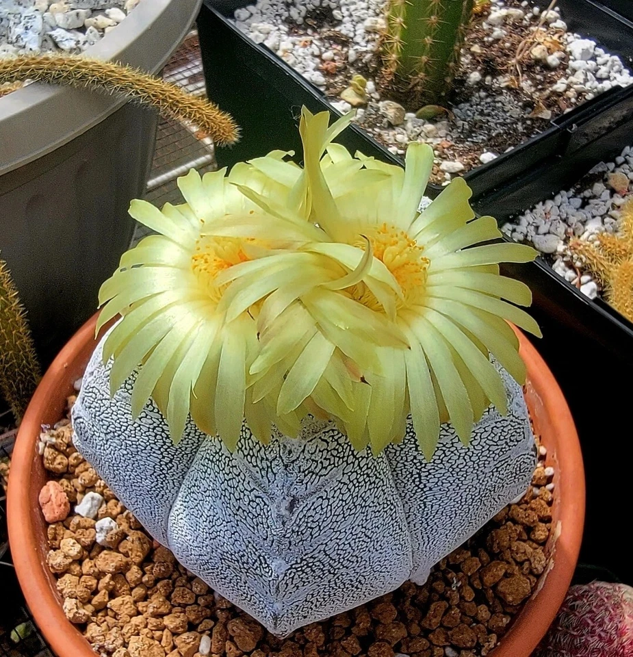Astrophytum  Mix - Image 2 of 4
