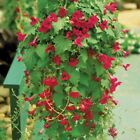 15+ seeds Creeping Gloxinia Lofos house plant garden flowers