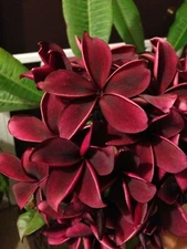 5 Deep Red Plumeria Seeds Plants Flower Flowers Perennial Seed 522