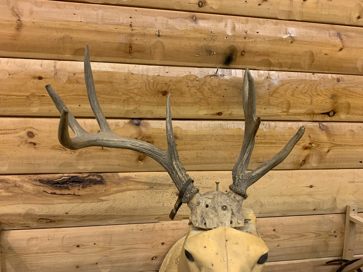 Real reindeer online antlers for sale