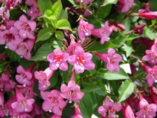 Weigela florida, Shrub Seeds