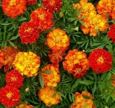 MARIGOLD SEEDS 100+ SPARKY MIX flower GARDEN annuals ORANGE yellow FREE SHIPPING