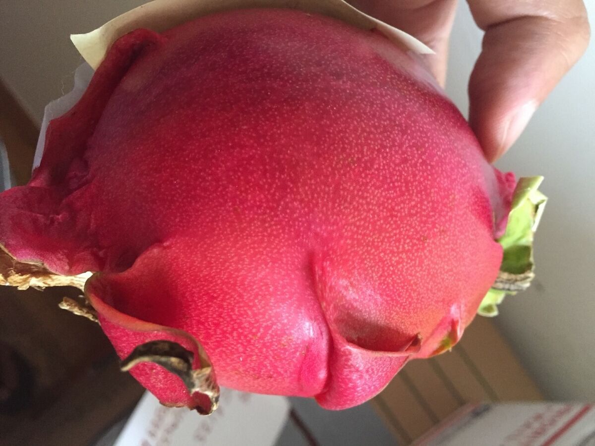 Red Dragon Fruit 2 Cutting 9-14. Purple Haze