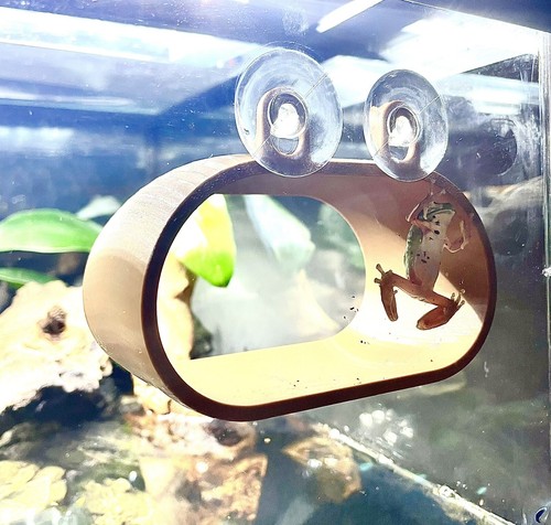 Gecko Frog Hide Hammock Wall Decor Amphibian Reptile Tank Accessories Supplies - Picture 4 of 8