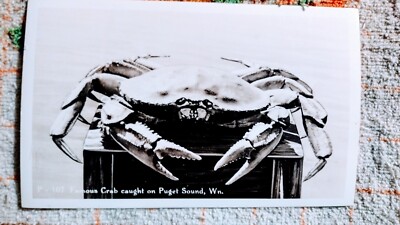 BLACK & WHITE PHOTO POST CARD FAMOUS CRAB PUGET SOUND WASHINGTON ( pacific )