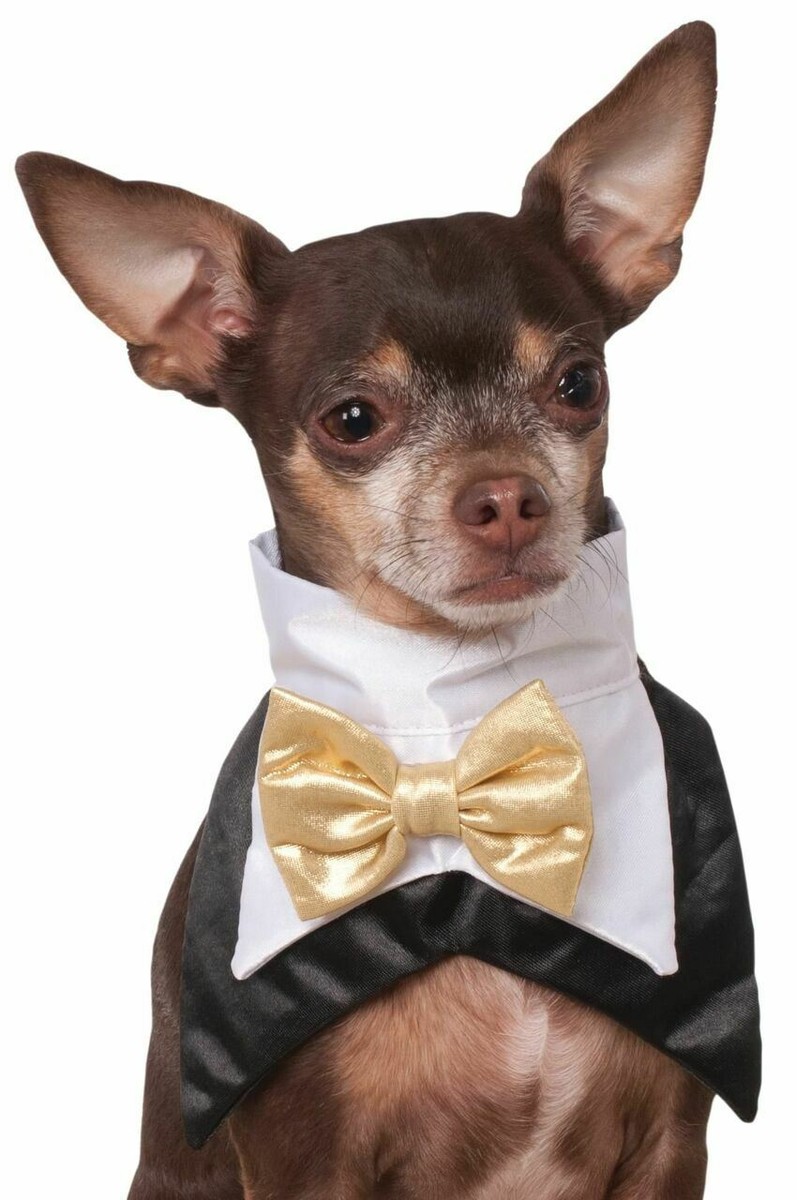 bow tie for chihuahua