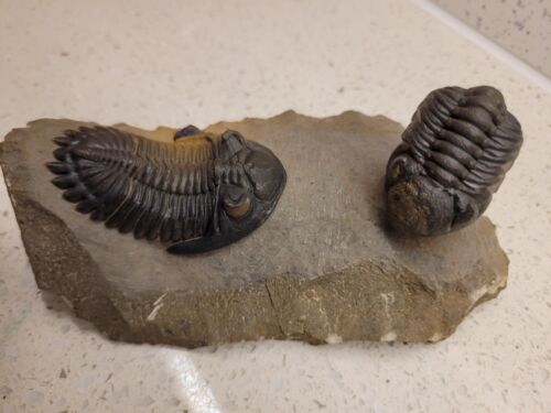 Hollardops und Phacops Trilobit Fossil. AUTHENTISCHER TRILOBIT FOSSIL.