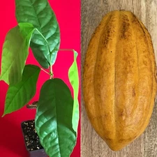 FORASTERO Theobroma Cacao Cocoa Chocolate Tree Potted Plant Yellow Pod