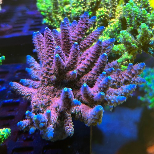 Fri Thirstysreef Acropora Coral TGC Acrolandia 3/4 Inch