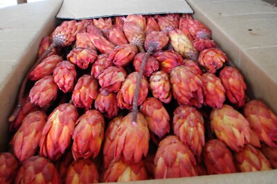 450  Protea Repens Rot Großhandel Überseekarton Südafrika Deko groß 2teWahl