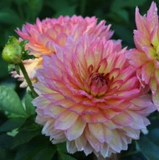 PICK YOUR DAHLIA! - Clump of Tubers - Choose from (12) Stunning Decorative Types